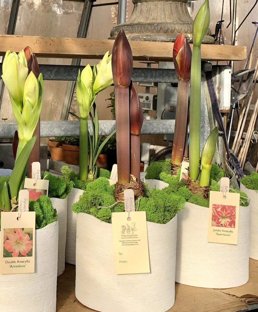 Holiday Bulbs & Gifts