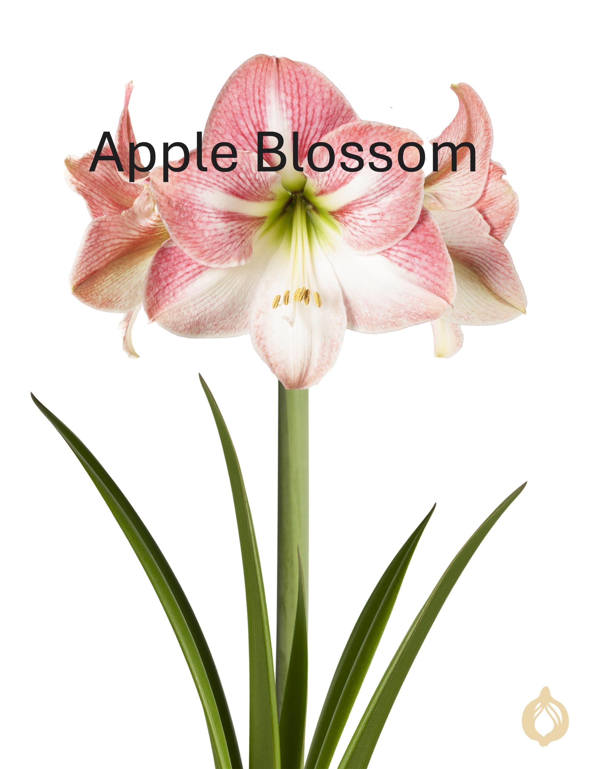 Amaryllis Bulb Garden, 3 Bulbs in Newport Bowl