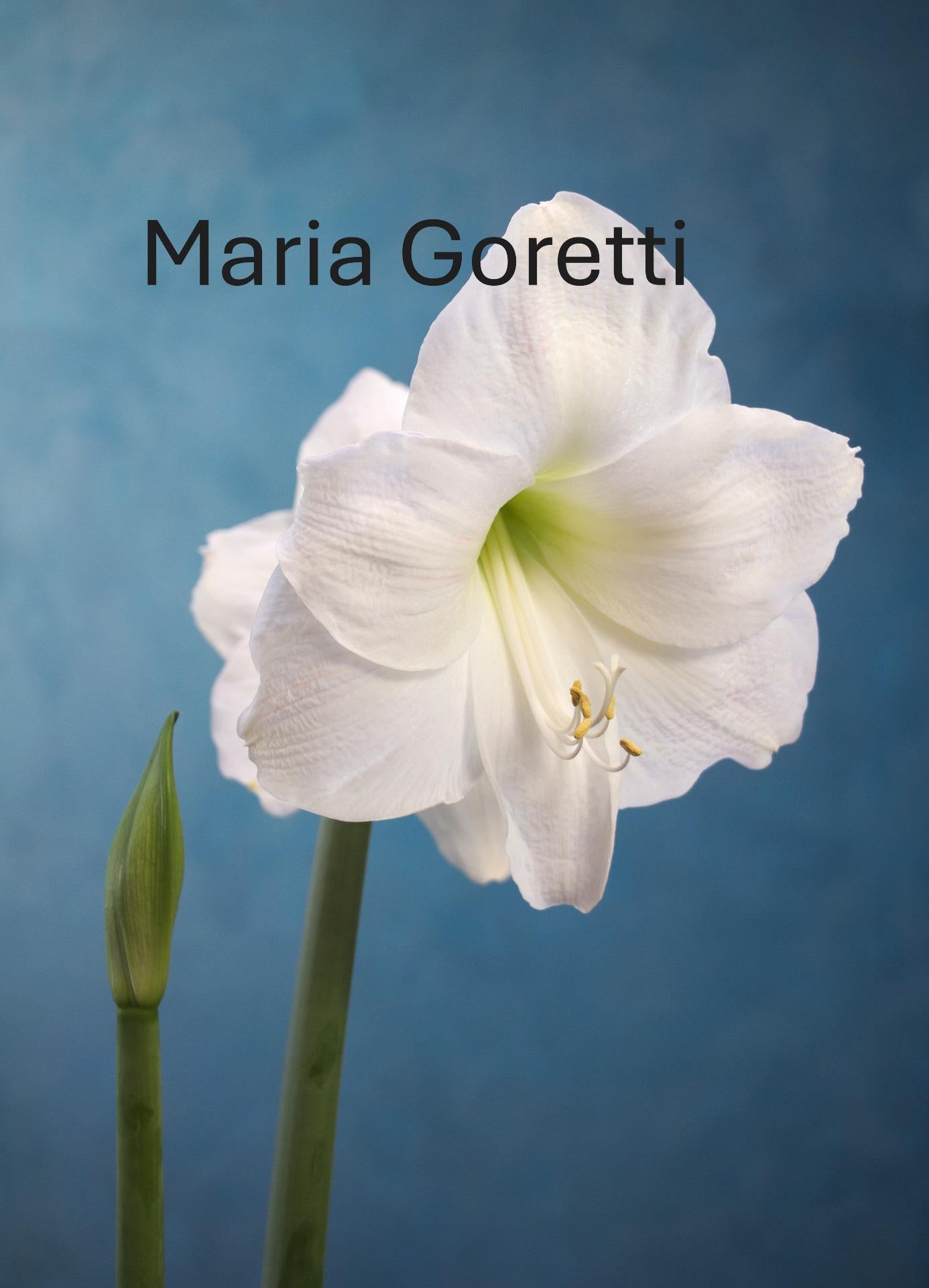 Single Amaryllis Bulb