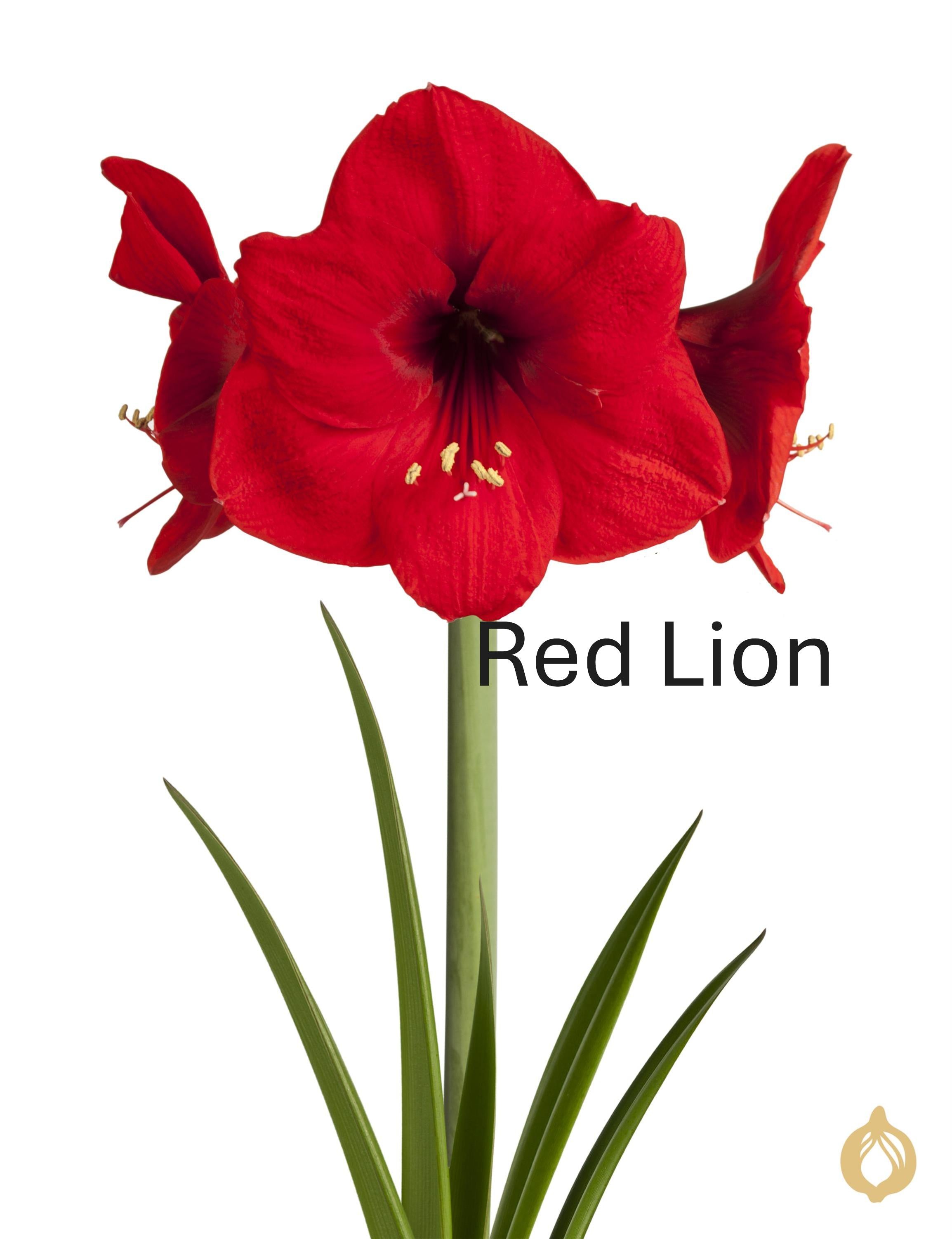 Single Amaryllis Bulb