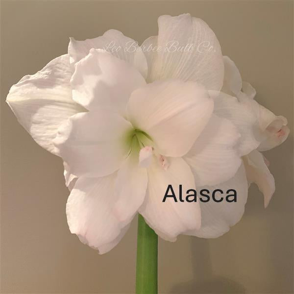 Amaryllis Bulb Garden, 3 Bulbs in Fable Compote