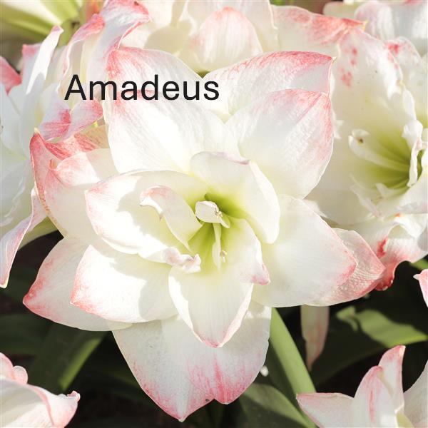 Amaryllis Garden, Single Bulb