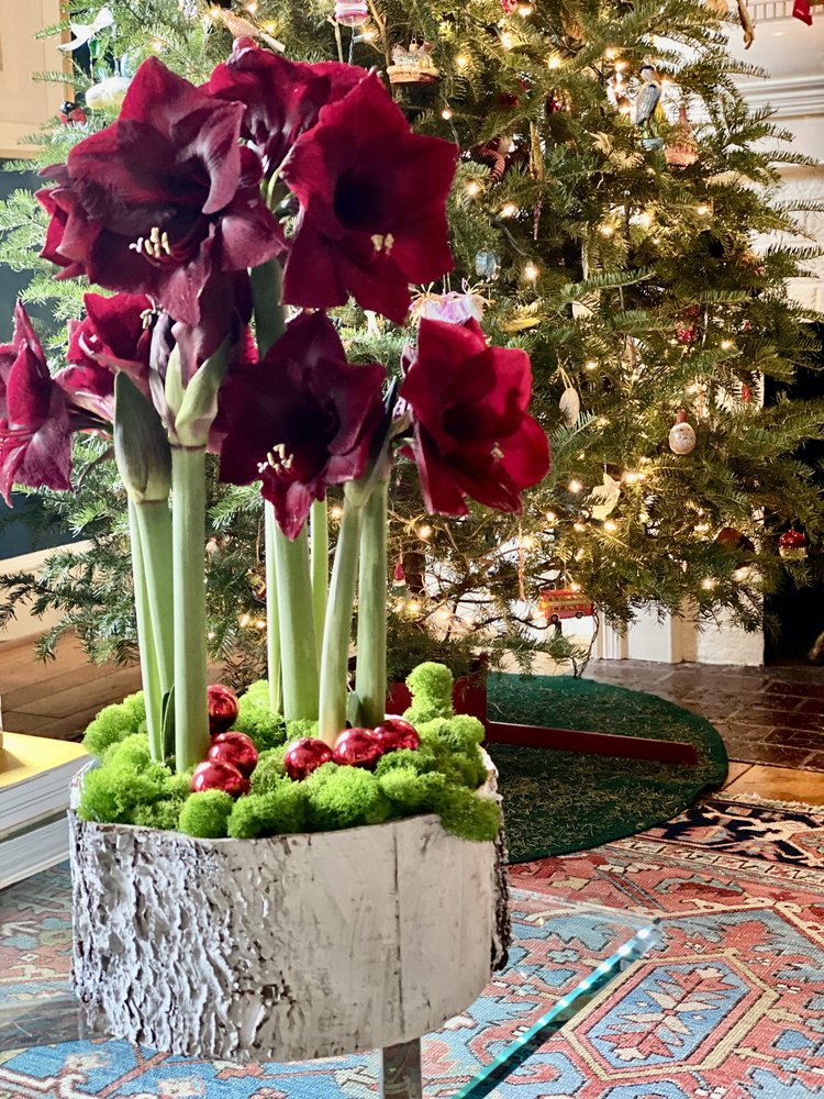 Amaryllis Bulb Garden, 3 Bulbs in Winnie Compote