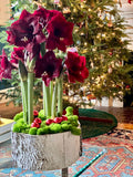 Amaryllis Bulb Garden, 3 Bulbs in Winnie Compote