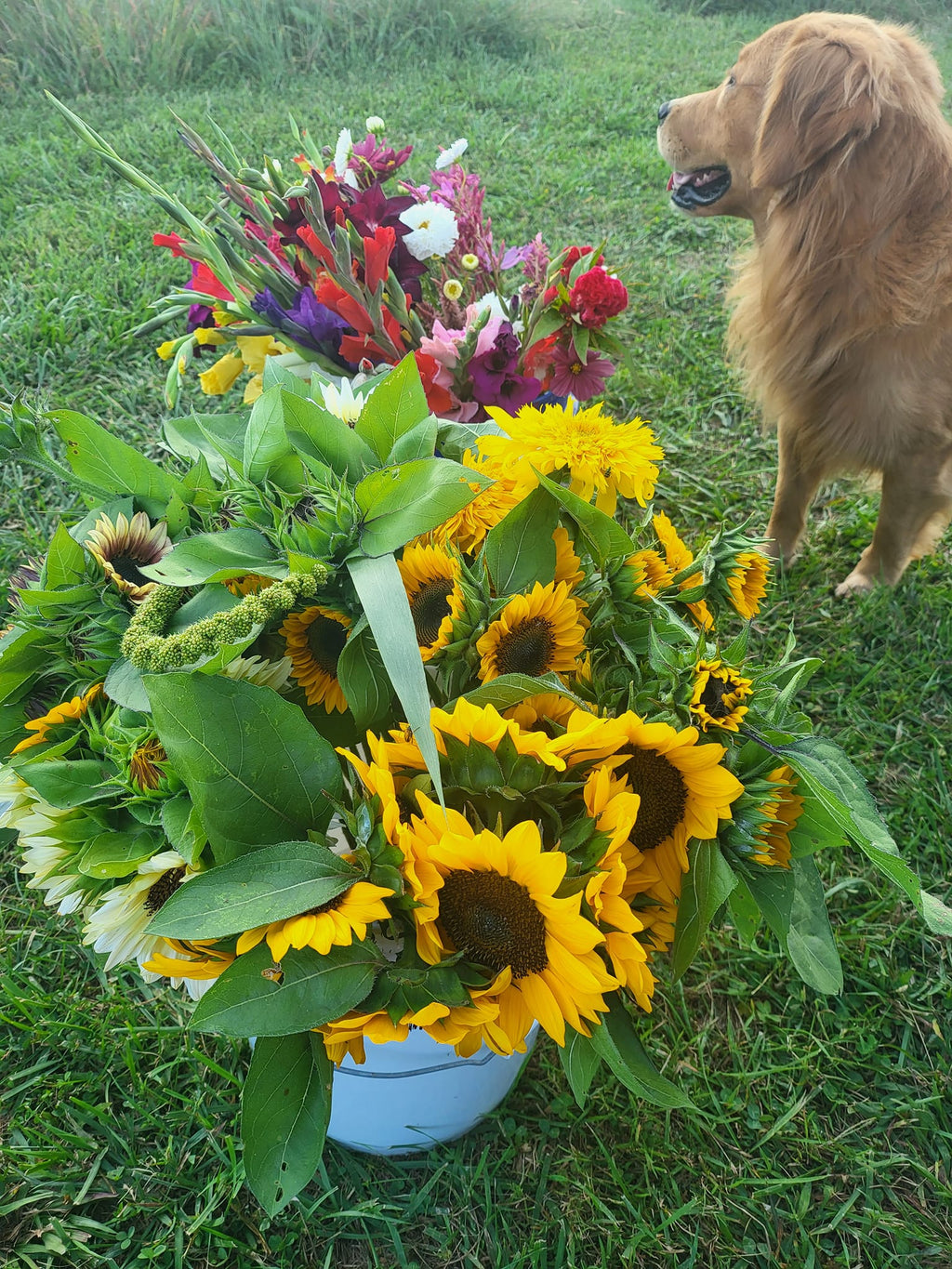 Bouquet Subscription, Weekly Blooms  (20 Bouquets)