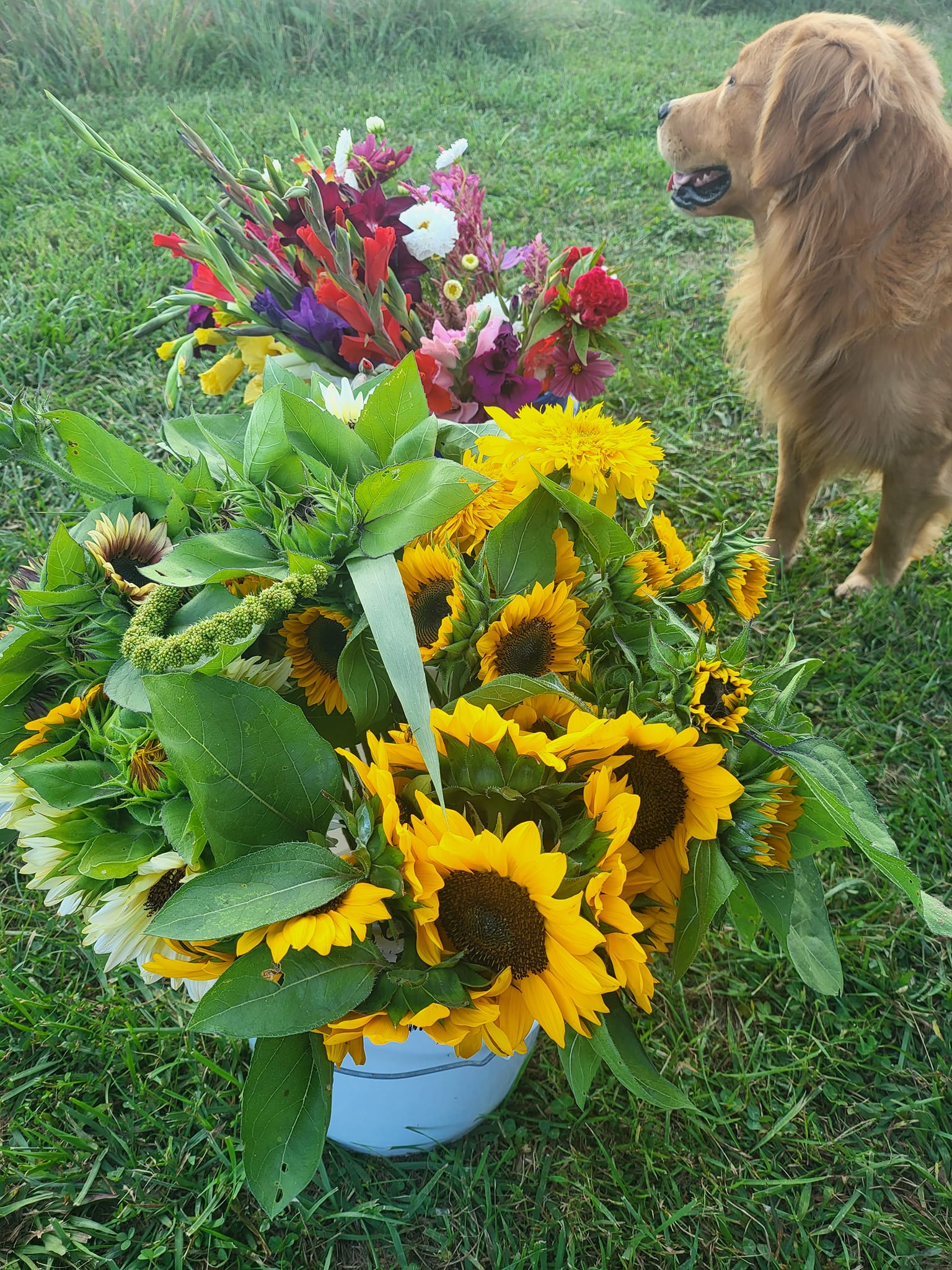 Bouquet Subscription, Weekly Blooms  (20 Bouquets)