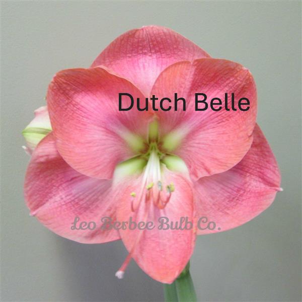 Single Amaryllis Bulb