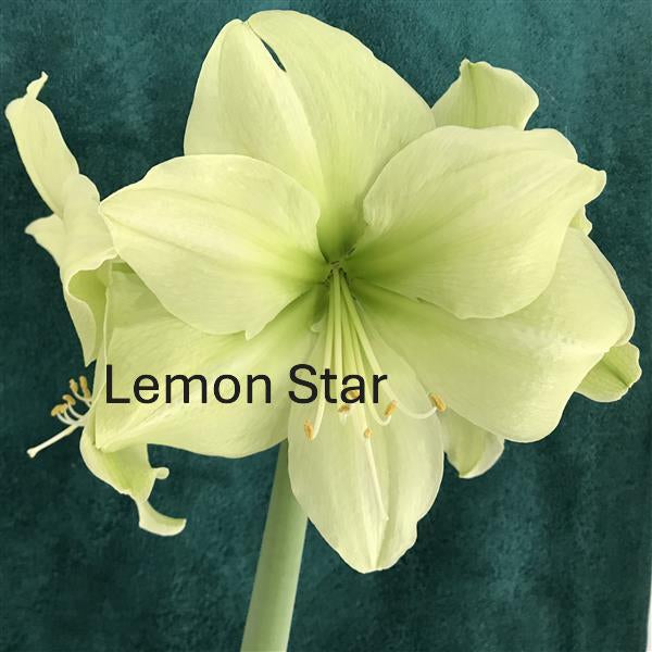 Amaryllis Bulb Garden, 3 Bulbs in Fable Compote