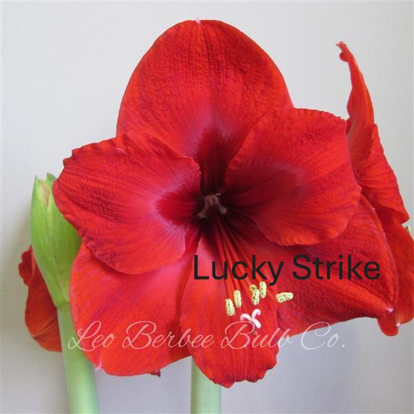 Amaryllis Bulb Garden, 3 Bulbs in Winnie Compote