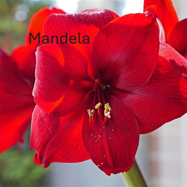 Single Amaryllis Bulb