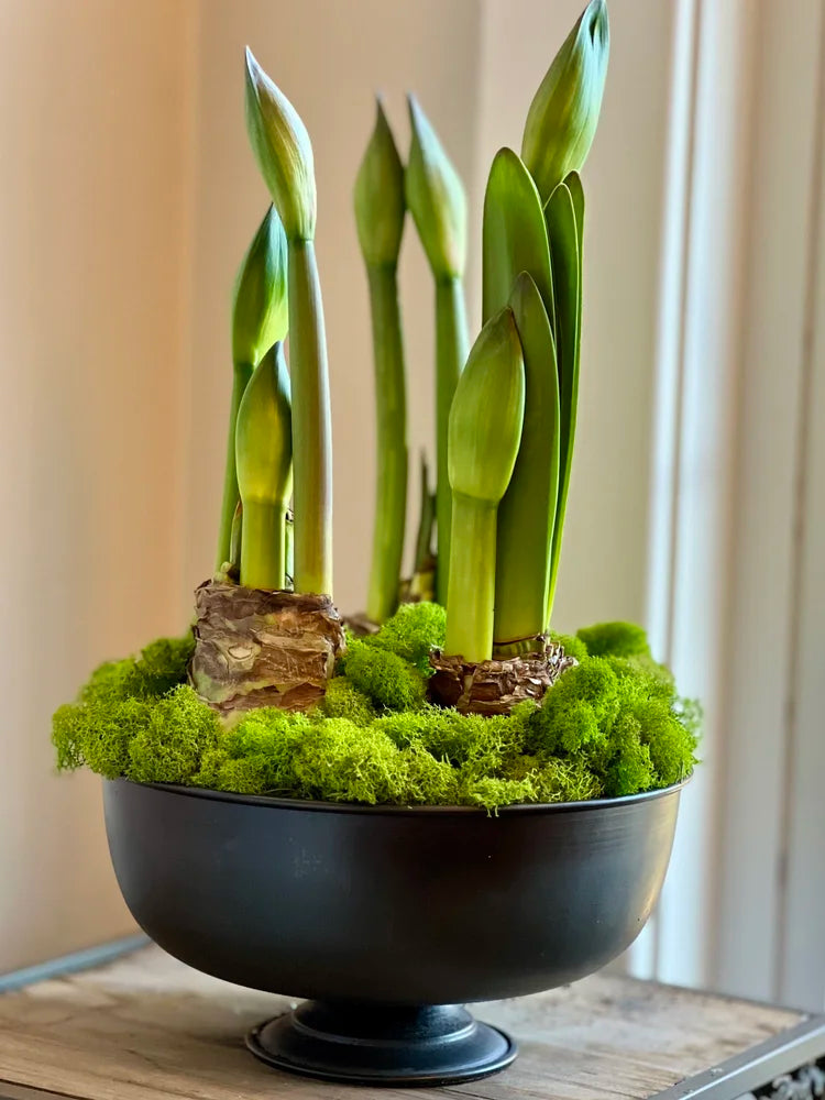 Amaryllis Bulb Garden, 3 Bulbs in Fable Compote