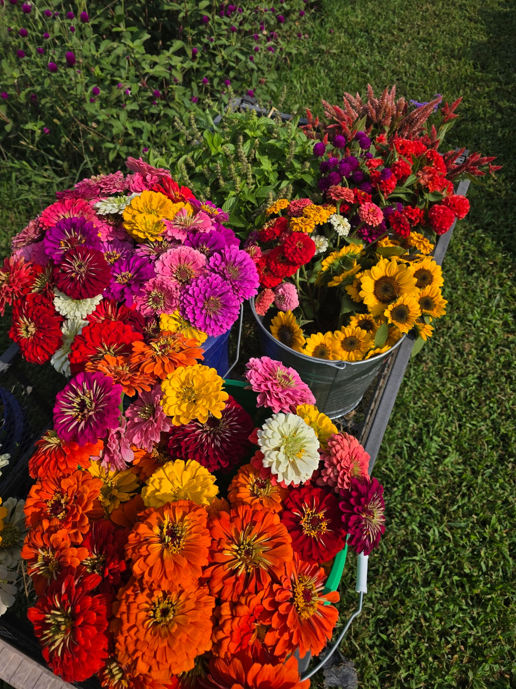 Bouquet Subscription, Summer Blooms (5 Bouquets)