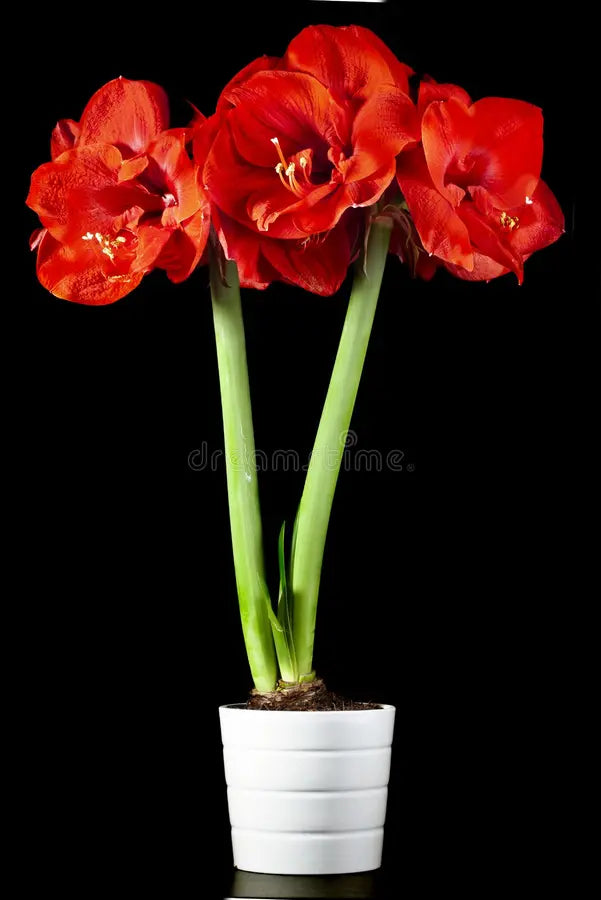 Single Amaryllis Bulb