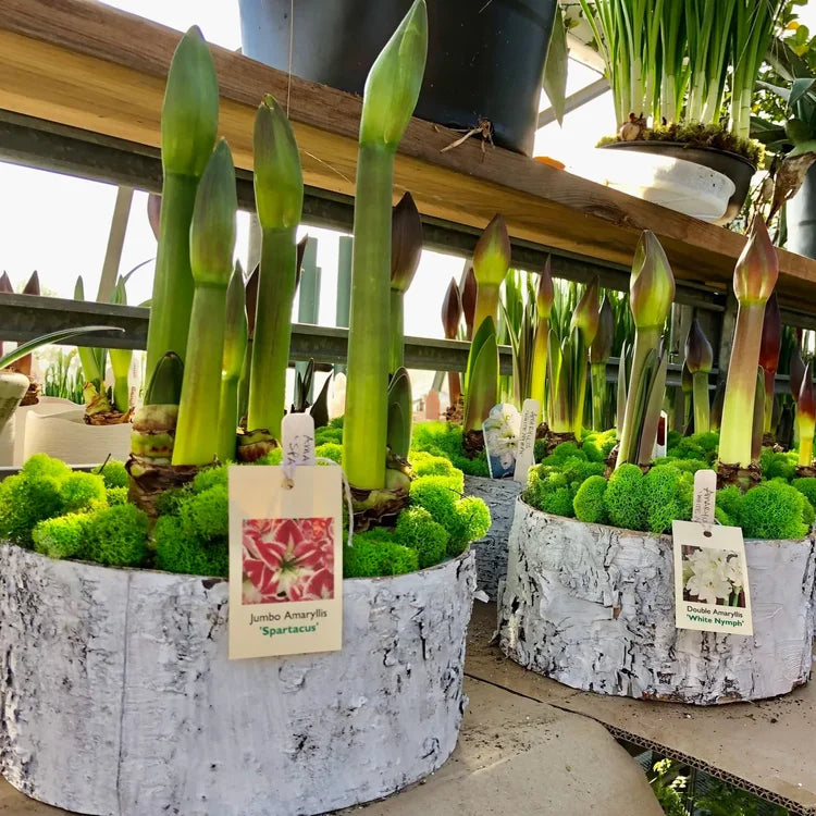 Amaryllis Bulb Garden, 3 Bulbs in White Birch