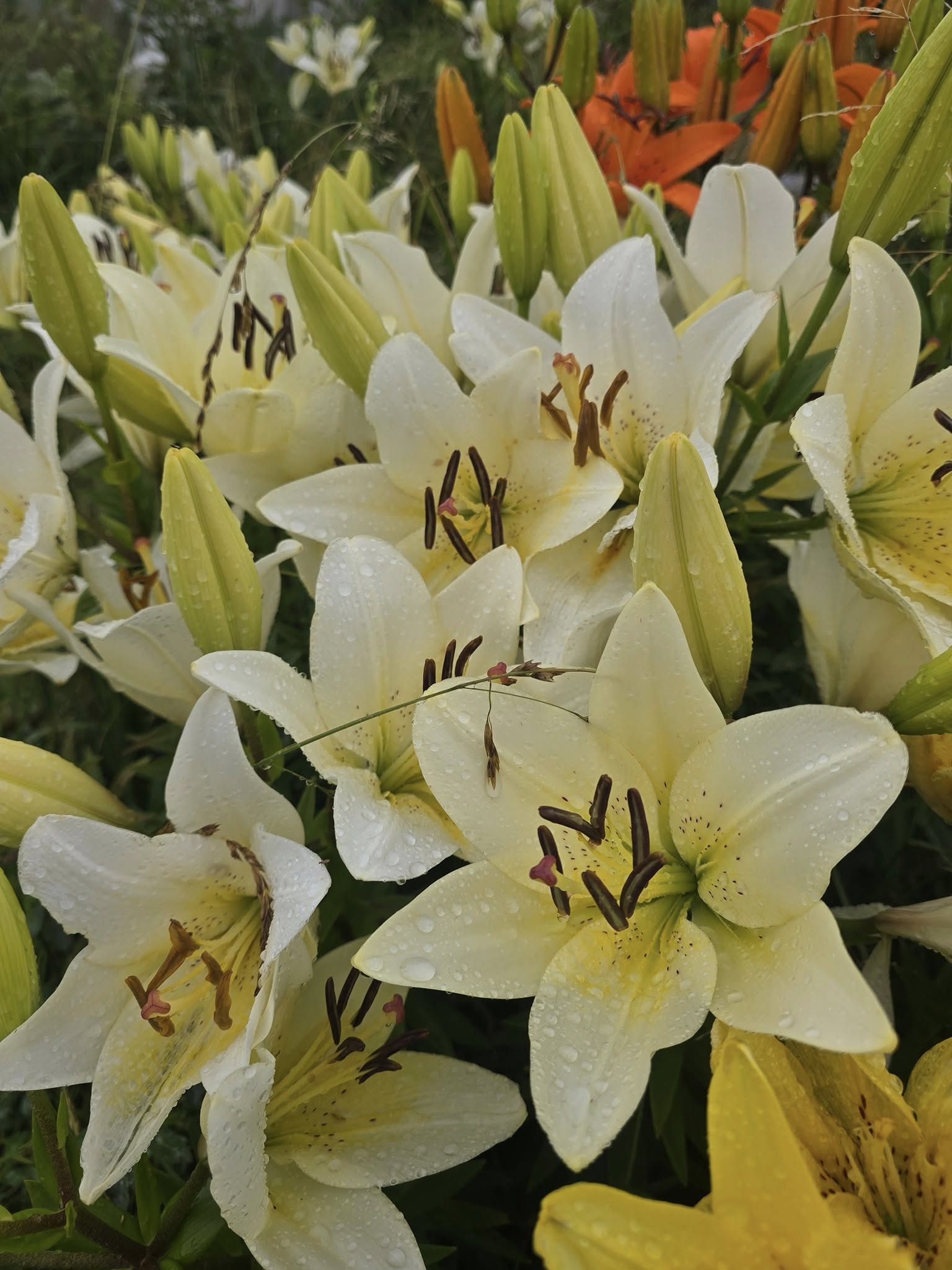 DIY (Design-It-Yourself) Bucket of Flowers