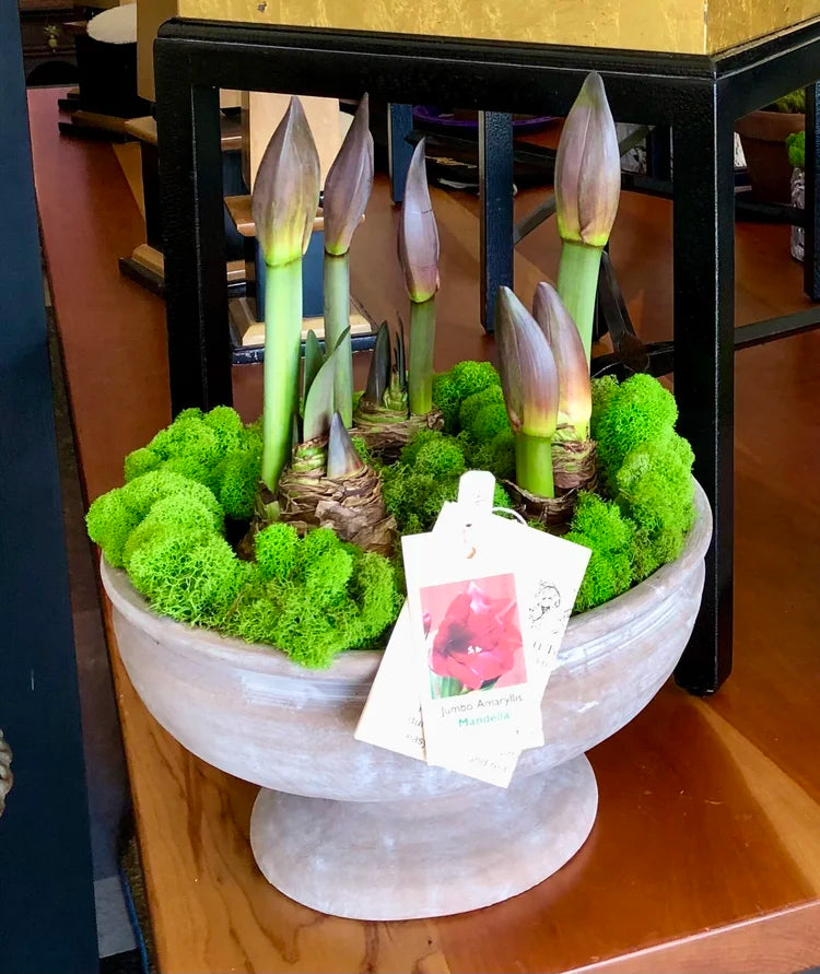 Amaryllis Bulb Garden, 3 Bulbs in Winnie Compote